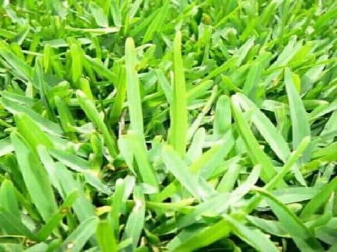Gulf Green roll-on lawn