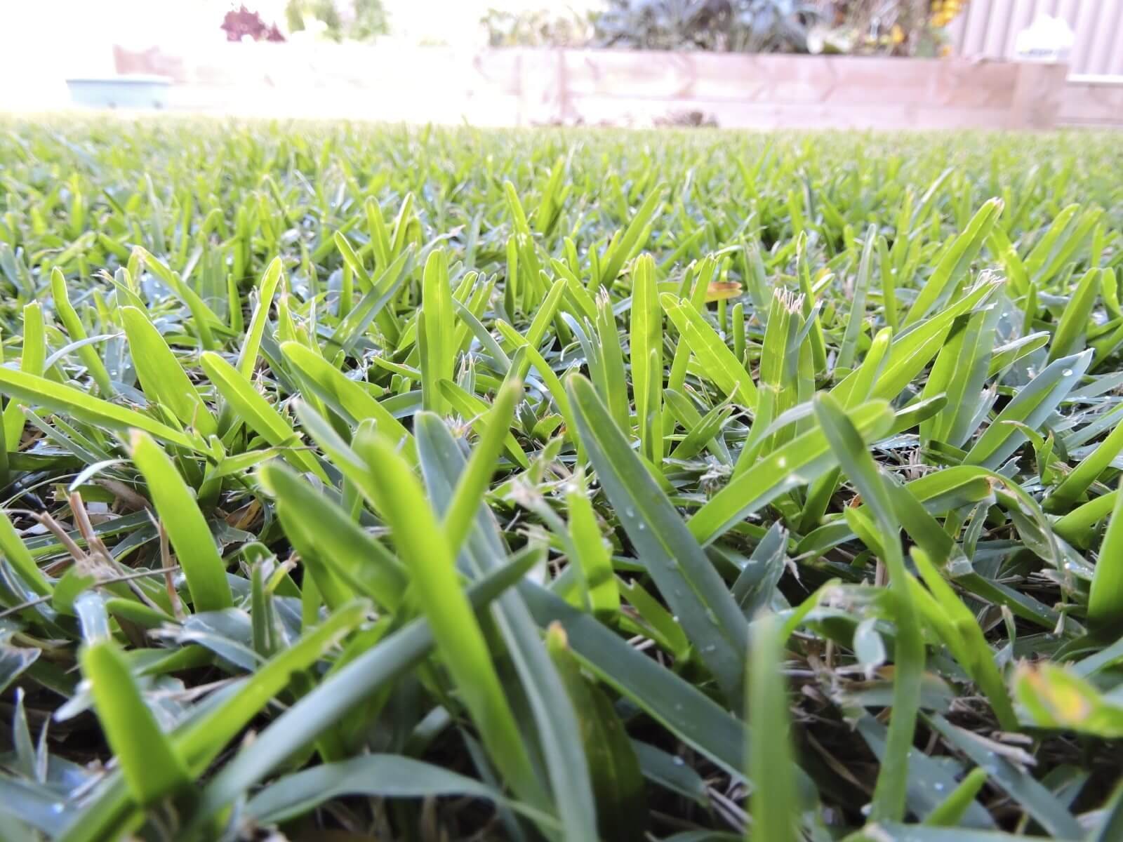 Fresh roll-on lawn grass
