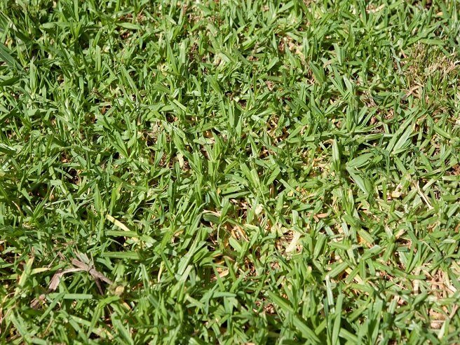 Professional roll-on lawn installation