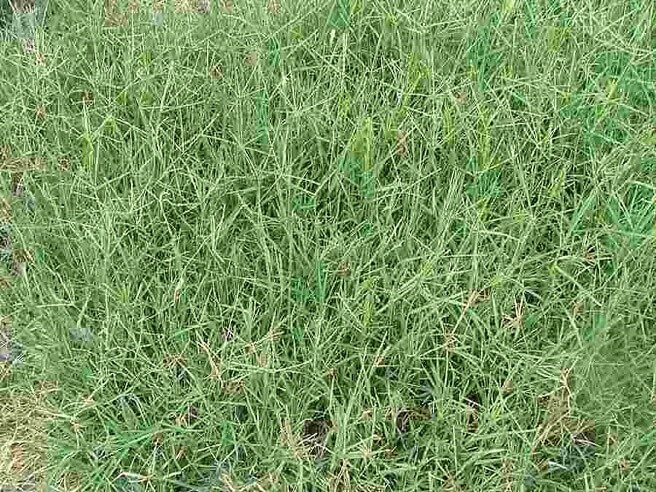 Kweek Cynodon roll-on lawn