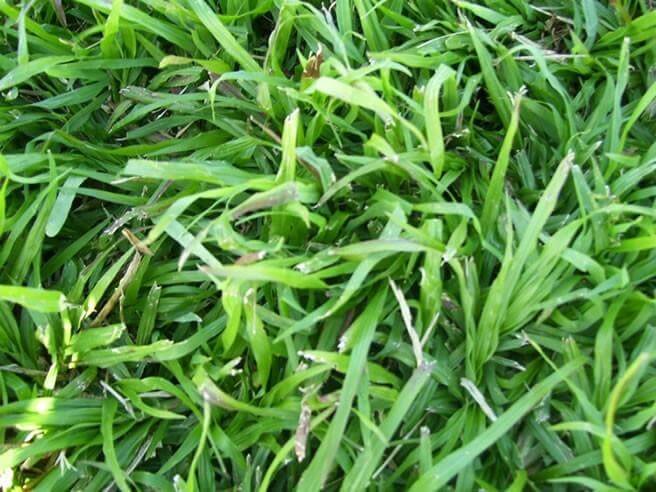 LM Berea roll-on lawn